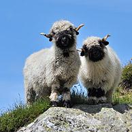 Walliser Schwarznase / Walliser zwartneusschaap in de Walliser Alpen, Wallis, Zwitserland 